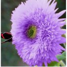 Rare Purple Teddy Bear Sunflower Seeds for Planting Non GMO Heirloom 50pcs