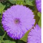 Rare Purple Teddy Bear Sunflower Seeds for Planting Non GMO Heirloom 50pcs