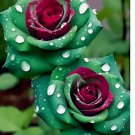 Ruby Green Twin Roses - Captivating Contrasts for Your Garden20pcs
