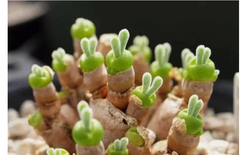 100PCs/Pack seeds Rare Succulent Seeds Rabbit Ear Shape