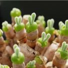 100PCs/Pack seeds Rare Succulent Seeds Rabbit Ear Shape
