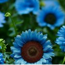 Midnight Oil Blue Sunflower Seeds Rare Bonsai Black Hybrid for Your Garden 50pcs
