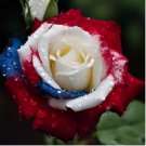 Rare Three-Color Rose Seeds for Home Potted Garden 20pcs