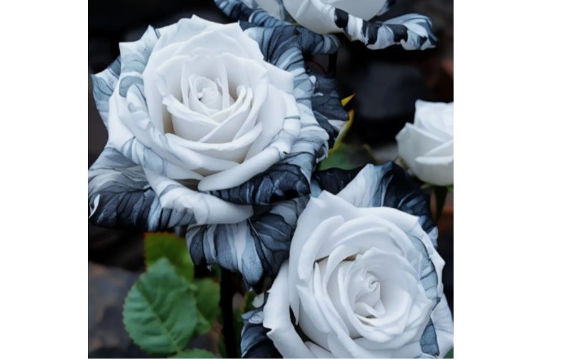 Rare Ink Rose Seeds - Non-GMO Heirloom Variety for Your Garden 20pcs