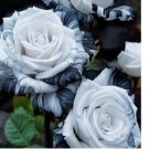 Rare Ink Rose Seeds - Non-GMO Heirloom Variety for Your Garden 20pcs