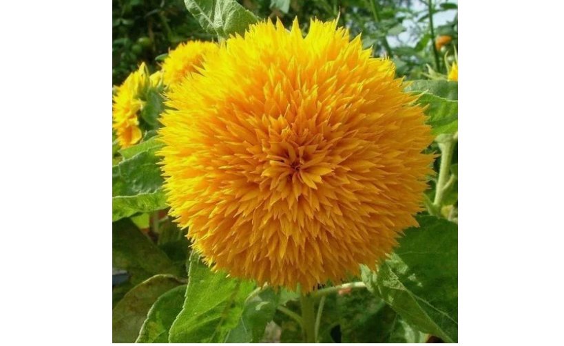Teddy Bear Dwarf Sunflower Seeds Non-GMO Heirloom Blooms  - 50Pcs/pack