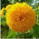 Teddy Bear Dwarf Sunflower Seeds Non-GMO Heirloom Blooms - 50Pcs/pack Teddy Bear Dwarf Sunflower Seeds Non-GMO Heirloom Blooms - 50Pcs/pack