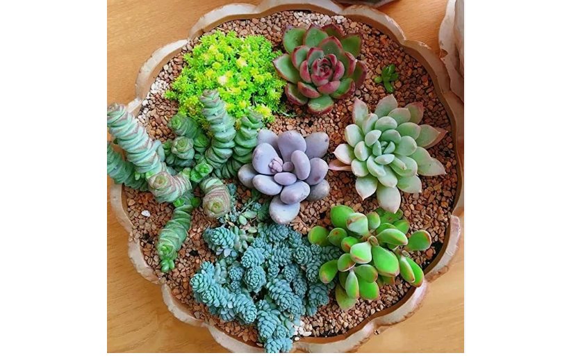 Mixed Rare Succulent Seeds, Mult-Color Indoor/Outdoor Plant 100pcs