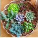 Mixed Rare Succulent Seeds, Mult-Color Indoor/Outdoor Plant 100pcs