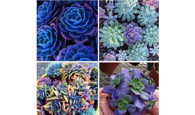 Mixed Rare Succulent Seeds, Mult-Color Indoor/Outdoor Plant 100pcs