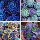 Mixed Rare Succulent Seeds, Mult-Color Indoor/Outdoor Plant 100pcs