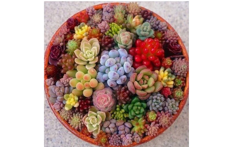 Mixed Mini Succulent Seeds, 100pcs
