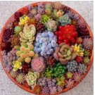 Mixed Mini Succulent Seeds, 100pcs