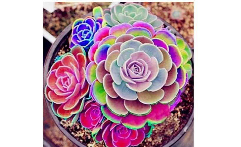 Mixed Rare Mini Succulent Seeds, Mult-Color Indoor/Outdoor Plant 1000pcs