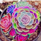 Mixed Rare Mini Succulent Seeds, Mult-Color Indoor/Outdoor Plant 1000pcs