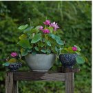 Nurture Tranquility with  Bowl Lotus Seeds A Serene Marvel for Your Indoor 10pcs
