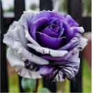 Rare Purple and White Twin Rose Seeds - Captivating Garden Contrasts 20pcs