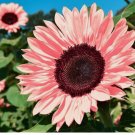 Non-GMO Pink Sunflower Seeds for Planting - Heirloom Flower Variety 50pcs