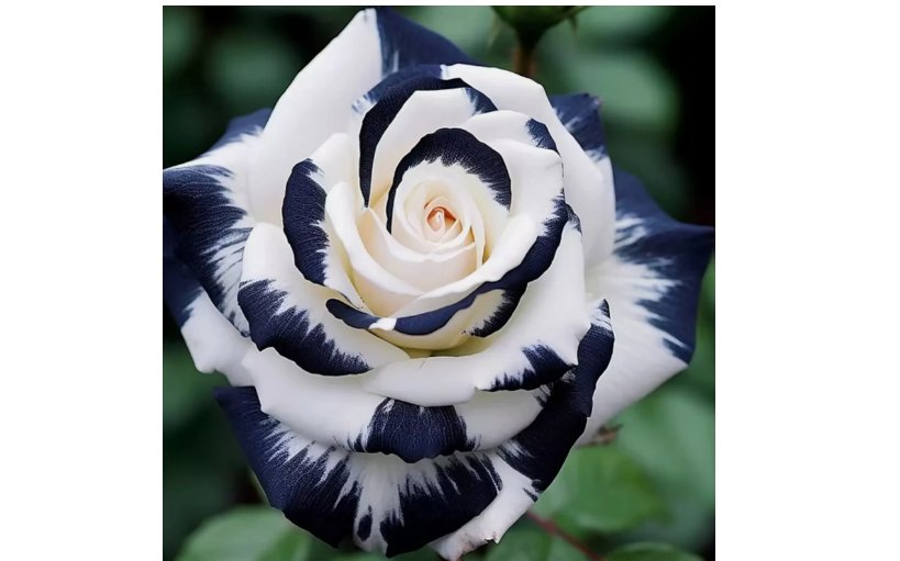 Rare Black & White Rose Seeds Non GMO Heirloom Garden 20pcs