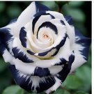 Rare Black & White Rose Seeds Non GMO Heirloom Garden 20pcs