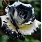 Rare Black & White Rose Seeds Non GMO Heirloom Garden 20pcs