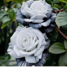 Rare Ink Rose Seeds - Non-GMO Heirloom Variety for Your Garden 20pcs
