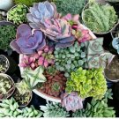 Cultivate Your Garden Oasis  Mixed Succulent Plant Seeds 100pcs