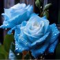Broken Ice Blue Rose Seeds - Unveil the Beauty of Unique Blue Blooms 20pcs