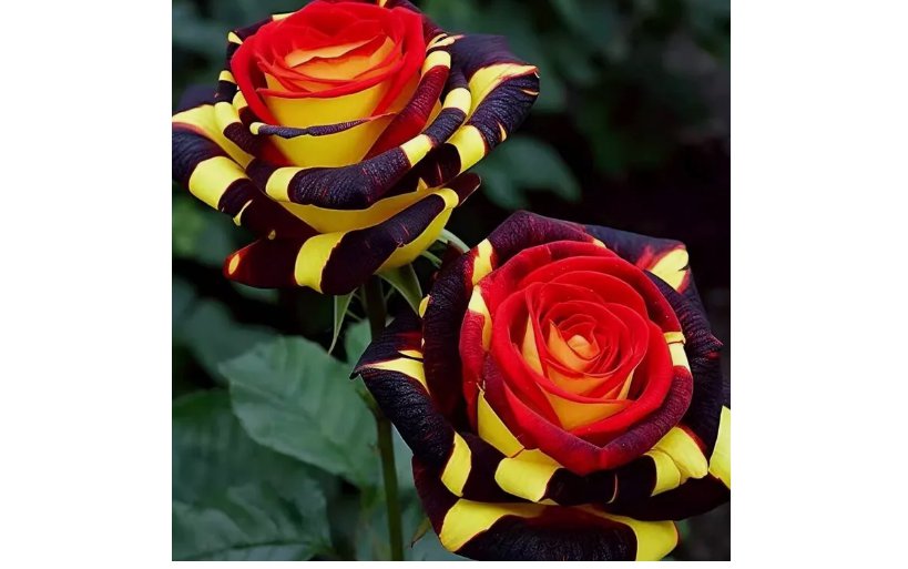 Rare Rose 'Firebird' Seeds - Experience Nature's Enchantment 20pcs
