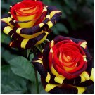 Rare Rose 'Firebird' Seeds - Experience Nature's Enchantment 20pcs