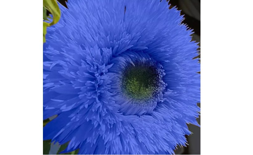 Blue Teddy Bear Sunflower Seeds Non GMO Heirloom Garden 50pcs