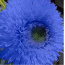 Blue Teddy Bear Sunflower Seeds Non GMO Heirloom Garden 50pcs