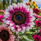 Strawberry Blonde Hybrid Sunflower Seeds - Non-GMO Heirloom Variety 50pcs
