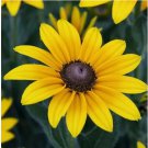 Black-Eyed Susan Flower Seeds Big Sunflower Blooms Indian Summer Sunshine 20pcs
