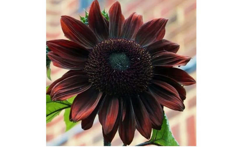 Chocolate Cherry Sunflower Seeds - Rich Red-Brown Blooms  50pcs/pack