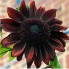 Chocolate Cherry Sunflower Seeds - Rich Red-Brown Blooms  50pcs/pack