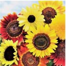 50pcs/pack 8 Species Mix Variety Pack Sunflower Seeds