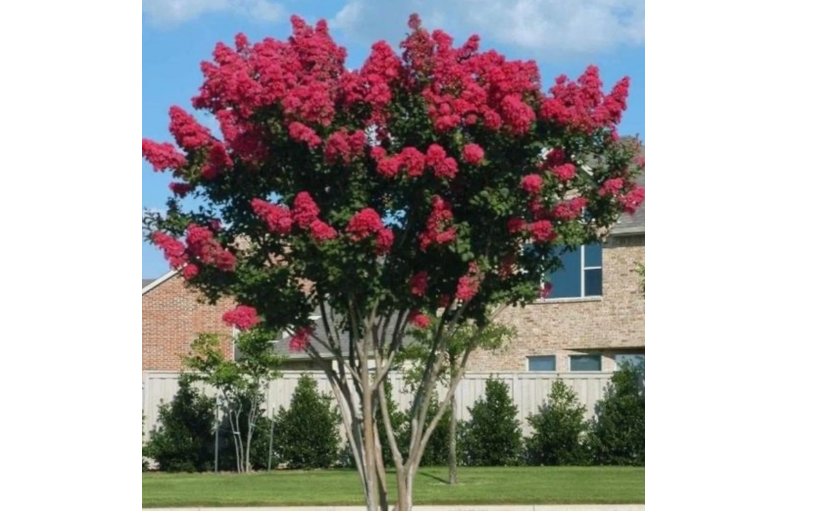 50  Crepe myrtle tree seeds