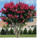 50  Crepe myrtle tree seeds