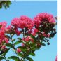 50 Crepe myrtle tree seeds