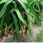 Dragon Fruit Seeds - Hylocereus Triangularis for Luscious Fruit 200pcs