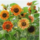 Evening Sun Sunflower Seeds - Bicolor Blooms in Breathtaking Burgundy 50pcs