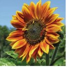 Autumn Beauty Sunflower Seeds - Non-GMO Heirloom Flowers 50pcs