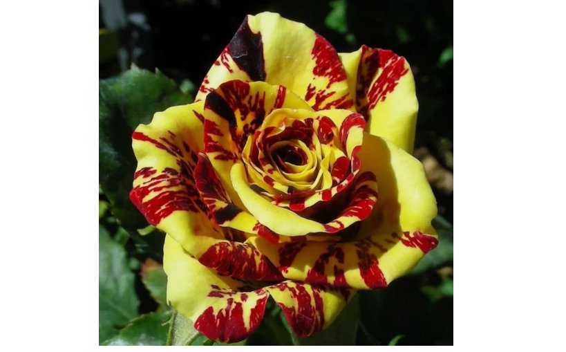 Tea Rose 'Dragon Tiger' Seeds - Fragrant, Vibrant Blooms for Gardeners 20pcs