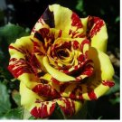 Tea Rose 'Dragon Tiger' Seeds - Fragrant, Vibrant Blooms for Gardeners 20pcs
