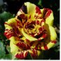 Tea Rose 'Dragon Tiger' Seeds - Fragrant, Vibrant Blooms for Gardeners 20pcs