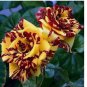 Tea Rose 'Dragon Tiger' Seeds - Fragrant, Vibrant Blooms for Gardeners 20pcs