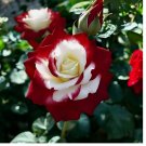 Unique Heirloom Twin Roses Seeds  Non-GMO with Stunning Sunset 20pcs