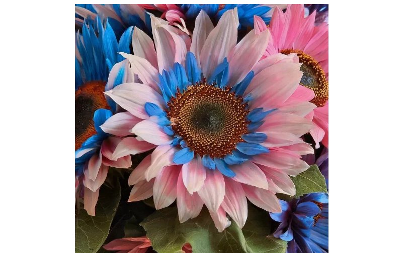 Double-Flowered Sunflower: Blue-Pink Miracle Seeds 50pcs