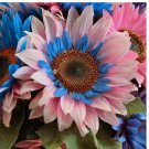 Double-Flowered Sunflower: Blue-Pink Miracle Seeds 50pcs